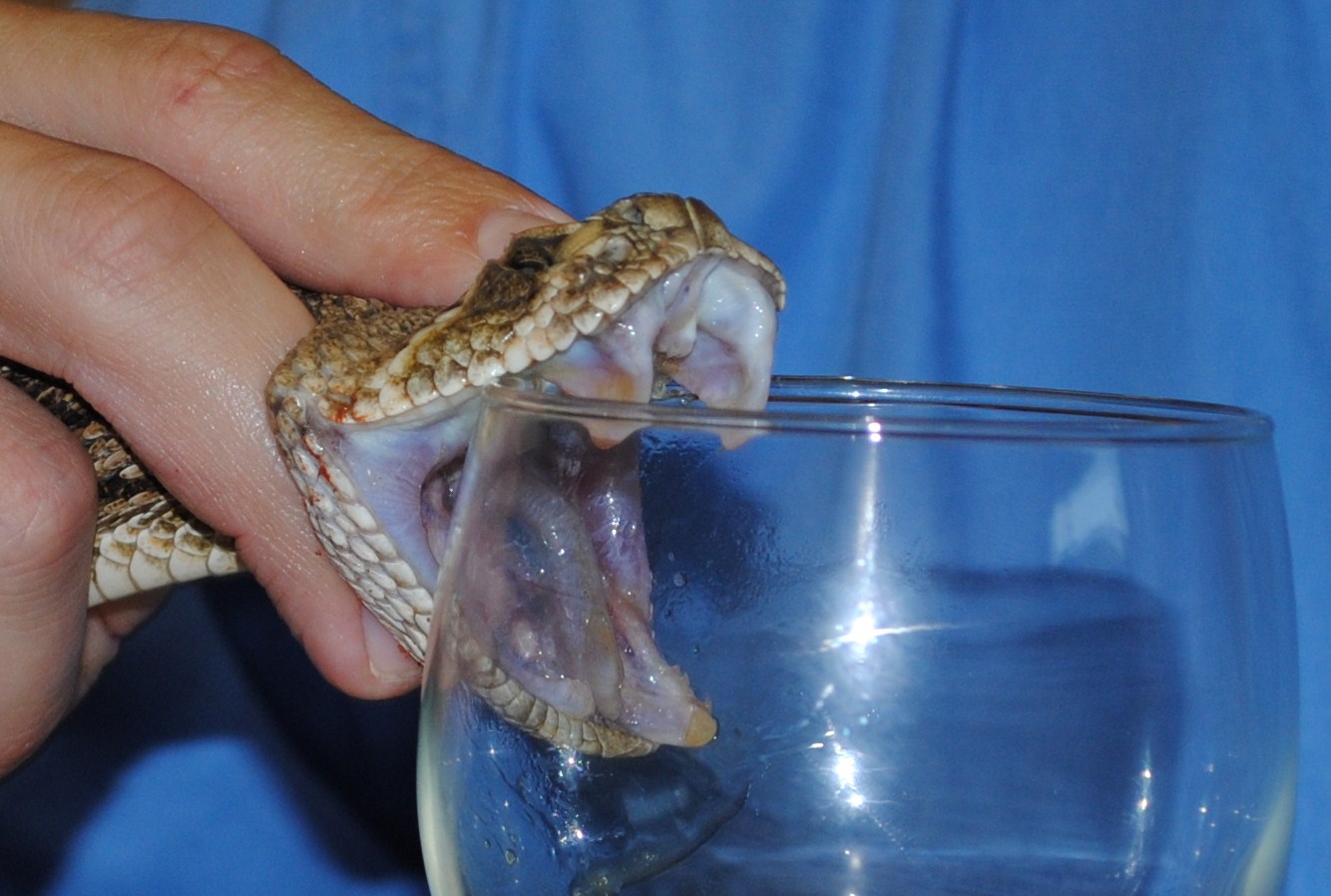 Western Diamondback Rattlesnake.JPG [233 Kb]
